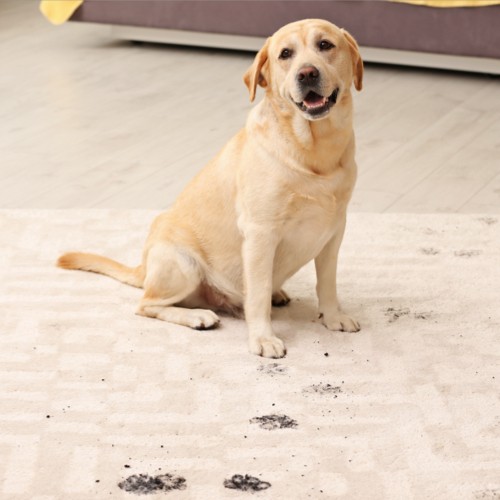 Carpet-Dirt cleaning | Kelly's Carpet & Furniture
