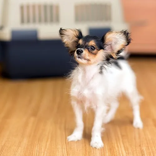 WaterproofVinyl Vinyl Flooring | Kelly's Carpet & Furniture